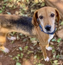 LINA, Hund, Mischlingshund in Mannheim