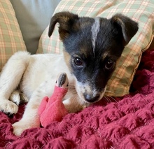 NEZUKO, Hund, Mischlingshund in Mannheim