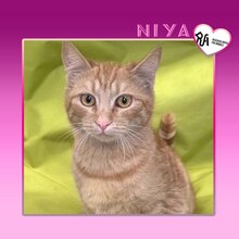NIYA, Katze, Hauskatze in Bulgarien