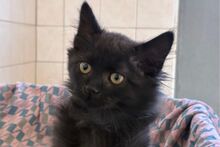 CARLOS, Katze, Norwegische Waldkatze-Mix in Italien