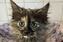 MIMI, Katze, Norwegische Waldkatze-Mix in Italien