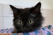 PIET, Katze, Norwegische Waldkatze-Mix in Italien