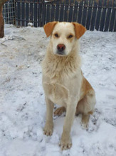 JACK, Hund, Mischlingshund in Rumänien