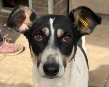 AMANDA, Hund, Mischlingshund in Rumänien