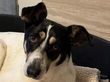 AMANDA, Hund, Mischlingshund in Rösrath