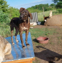 SWIFTY, Hund, Mischlingshund in Rumänien