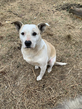 COCO, Hund, Mischlingshund in Rumänien