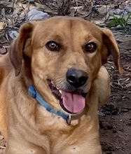 LAMPO, Hund, Mischlingshund in Italien