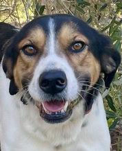 SONIC, Hund, Mischlingshund in Italien