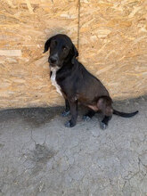 PENNY, Hund, Mischlingshund in Rumänien