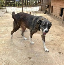 LESI, Hund, Mischlingshund in Rumänien