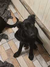 LILO, Hund, Mischlingshund in Harsefeld