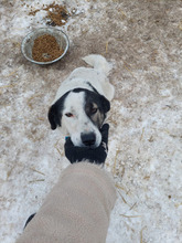 ROSINE, Hund, Mischlingshund in Rumänien