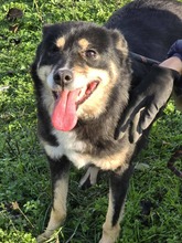 LUPINA, Hund, Mischlingshund in Bulgarien