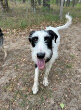 PIET, Hund, Mischlingshund in Potsdam