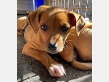 MAJA, Hund, Mittelasiatischer Hirtenhund in Spanien