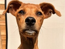 MAJA, Hund, Mittelasiatischer Hirtenhund in Heilbronn