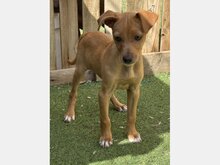 FLIP, Hund, Mischlingshund in Römerberg