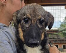 CARINO, Hund, Mischlingshund in Rumänien