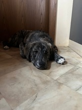 SUNNY, Hund, Mischlingshund in Miesbach