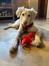 SNOW, Hund, Mischlingshund in Miesbach