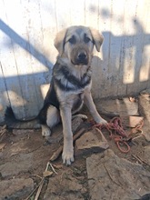 SUKI, Hund, Mischlingshund in Griechenland