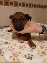 CASPAR, Hund, Mischlingshund in Rumänien