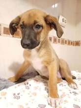 CANDY, Hund, Mischlingshund in Rumänien