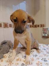 CARLA, Hund, Mischlingshund in Rumänien