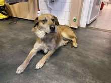 BAMBA, Hund, Mischlingshund in Ungarn