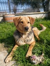 MAYAP, Hund, Mischlingshund in Griechenland