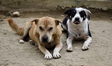 HERTA, Hund, Shar Pei Mischling in Ungarn