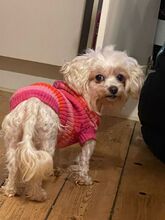 FIORELLA, Hund, Bichon Maltais in Kolkwitz