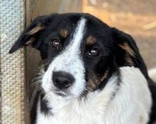 XYRIA, Hund, Mischlingshund in Hamminkeln