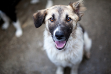 POEM, Hund, Mischlingshund in Rumänien