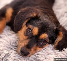 NINA, Hund, Mischlingshund in Bestensee