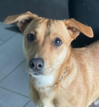 FOXI, Hund, Pinscher-Mix in Herxheim