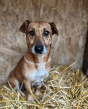 TIFFI, Hund, Mischlingshund in Rumänien