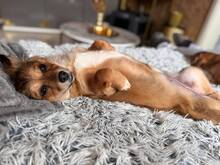 NALA, Hund, Mischlingshund in Bestensee