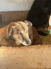 BONNIE, Hund, Mischlingshund in Rumänien