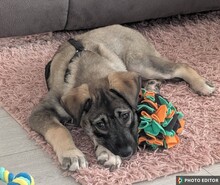 ODIN, Hund, Mischlingshund in Hannover