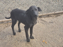 AGATA, Hund, Mischlingshund in Bulgarien