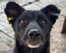 KINDRA, Hund, Mischlingshund in Rumänien