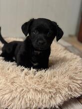 HELA, Hund, Mischlingshund in Rumänien