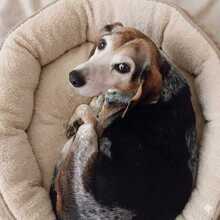 SIOBHAN, Hund, Beagle-Pointer-Mix in Mettmann