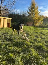 SHILA, Hund, Husky Mischling in Overath