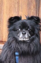 NINJA, Hund, Mischlingshund in Bramsche