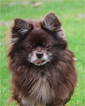 BIENE, Hund, Mischlingshund in Bramsche