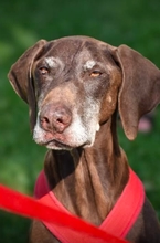 CHOCO, Hund, Deutsch Kurzhaar in Hamburg