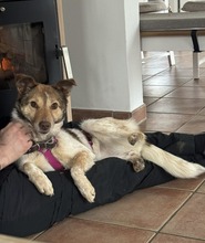 MILLI, Hund, Mischlingshund in Bernau